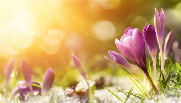 Crocus flowers in snow awakening in warm sunlight