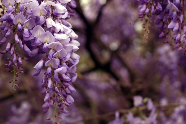 wisteria-1336388_1920